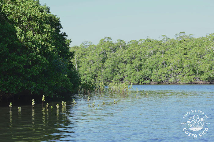 River between Tamarindo and Playa Grande, Costa Rica surrounded by mangrove trees