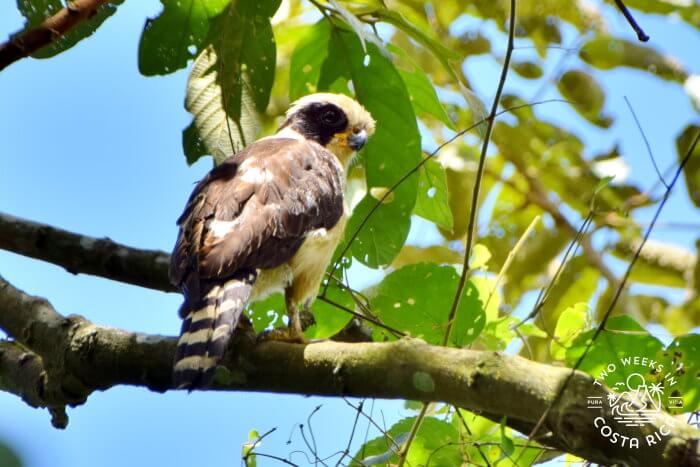 a Laughing Falcon in a tree at the Bogarin Trail