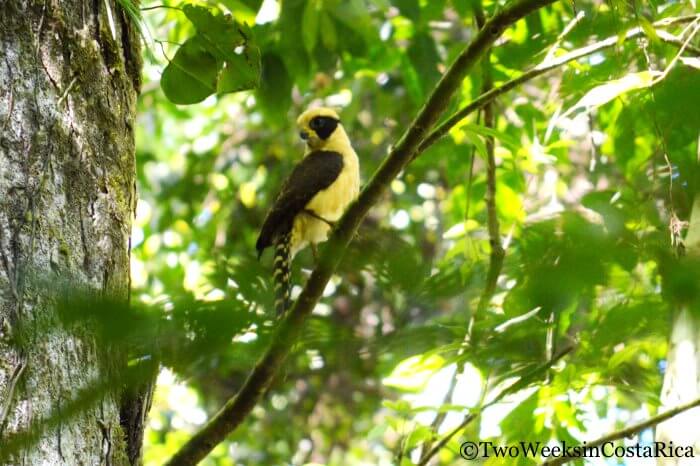 Laughing Falcon perched on a branch at Los Cusingos Reserve