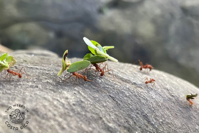 Leafcutter ants carrying green pieces of leaves