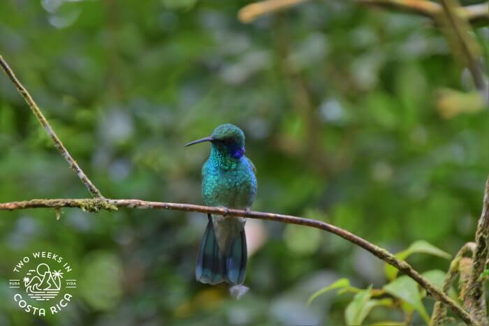 Lesser Violetear Hummingbird resting on a branch