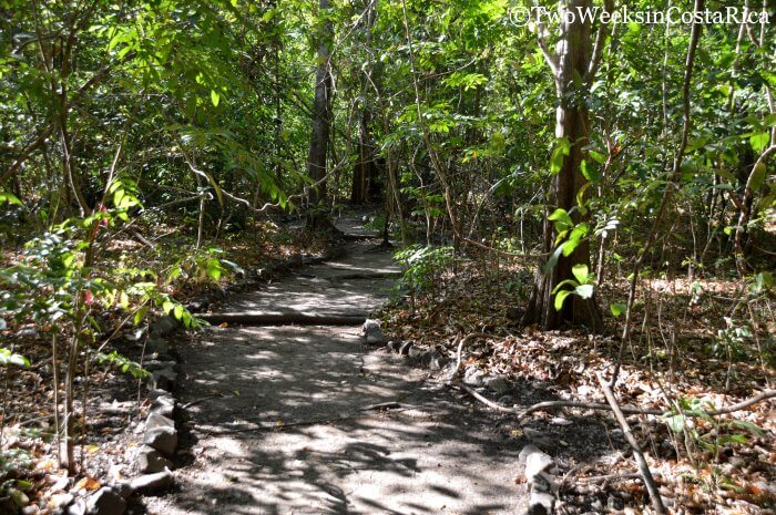 Dirt trail through the dry forest