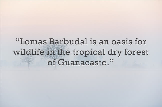 a quote about Lomas Bardubal being an oasis for wildlife in the tropical dry forest