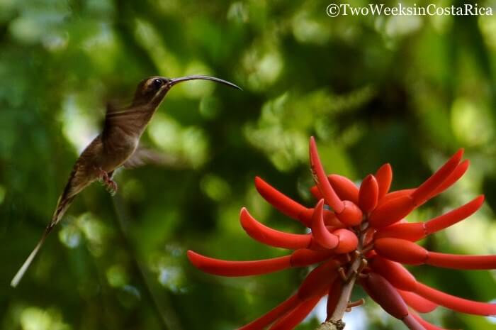 A hummingbird feeding on a flower at Corcovado’s El Tigre Entrance