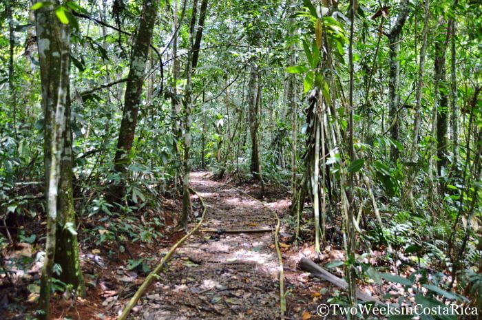 A trail going through the deep jungle