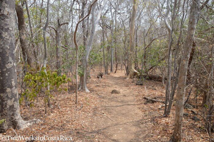 Santa Rosa National Park trail in dry season