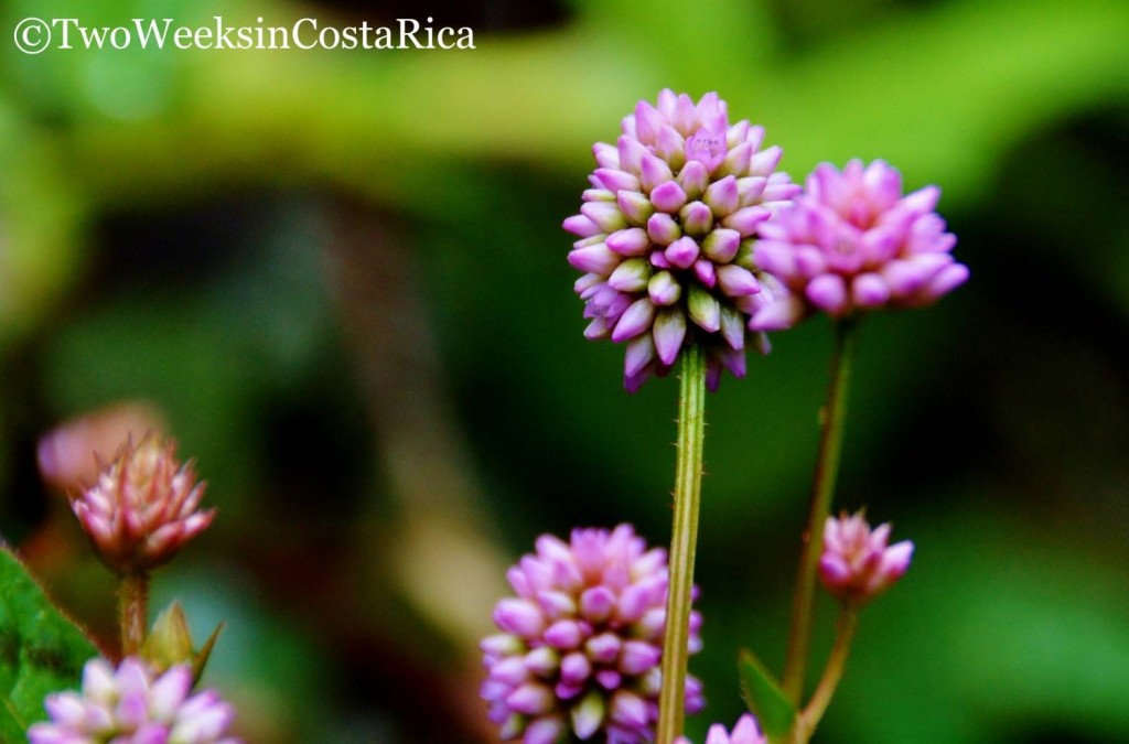 Macro Flower Shot | Two Weeks in Costa Rica