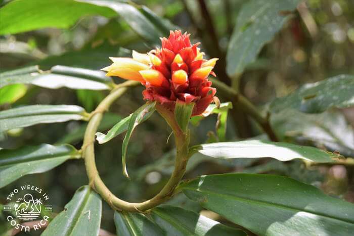 Madre Verde Nature Reserve