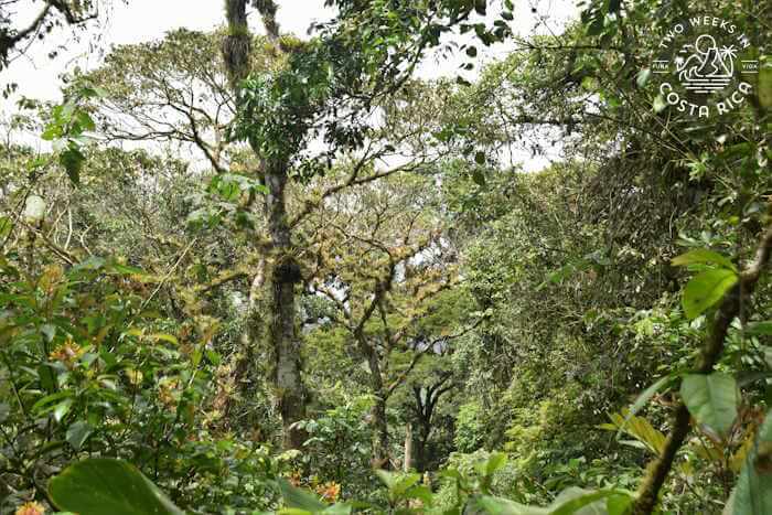 Thick jungle Madre Verde