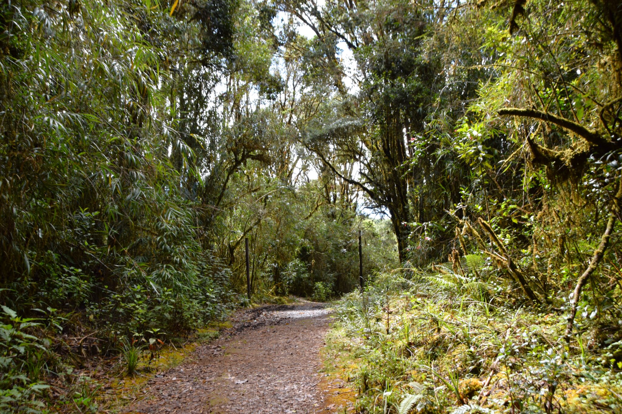 the flat main trail at los quetzales national park