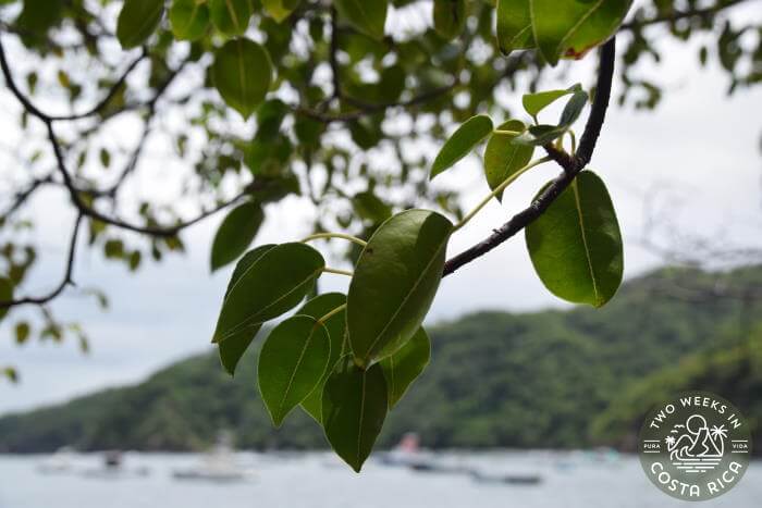 close up of Manchineel Tree leaves 