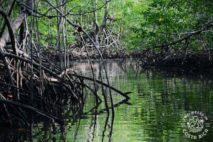 Shady waterway in the mangrove forest within the Tamarindo Estuary