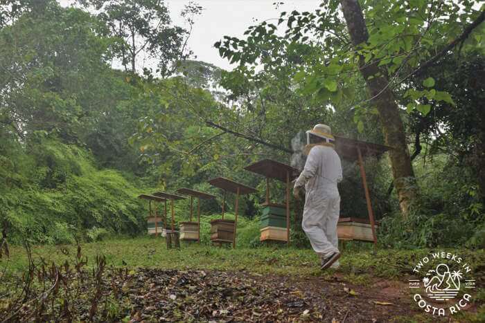 Manuel Antonio Bee Farm Apiary