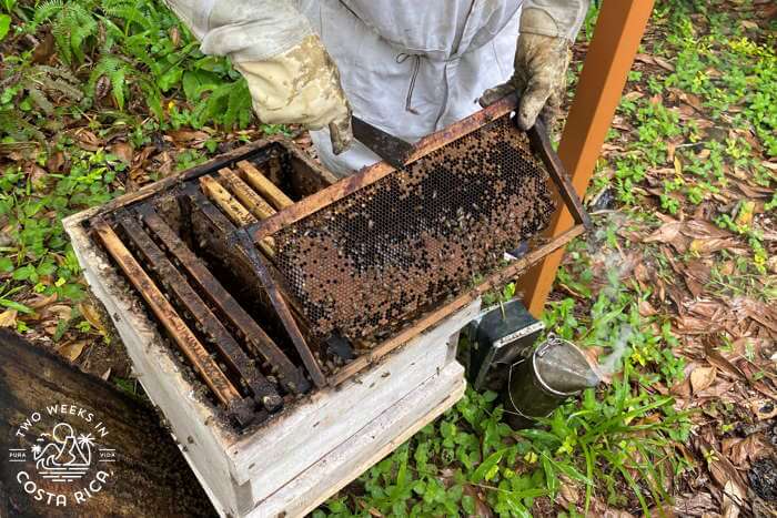 Manuel Antonio Bee Farm