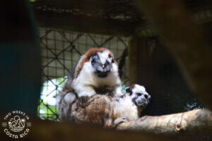 Kids Saving the Rainforest tour