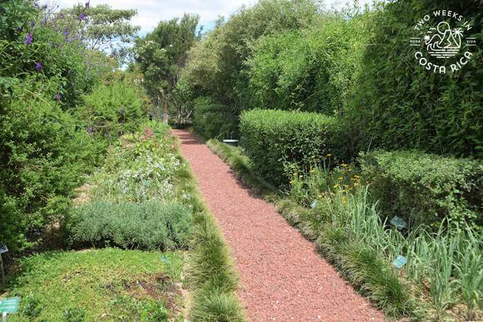 Medicinal plant garden