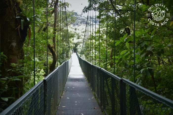 Hanging Bridge Selvatura