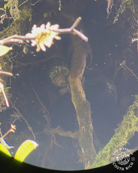 Porcupine Santa Elena