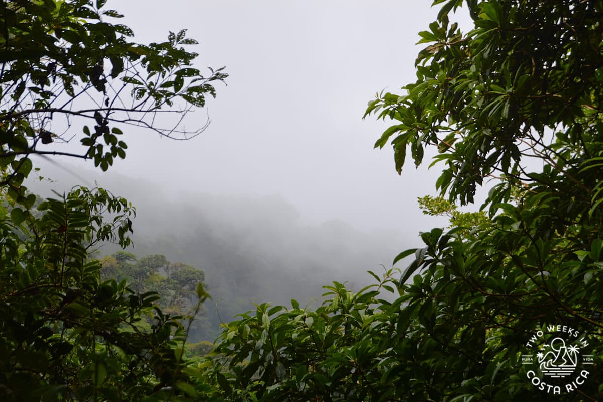 misty clouds in the forest