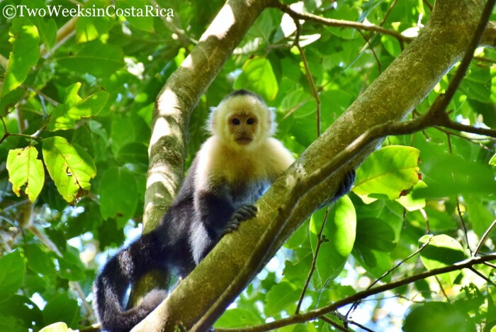 monkey with a white face in a tree