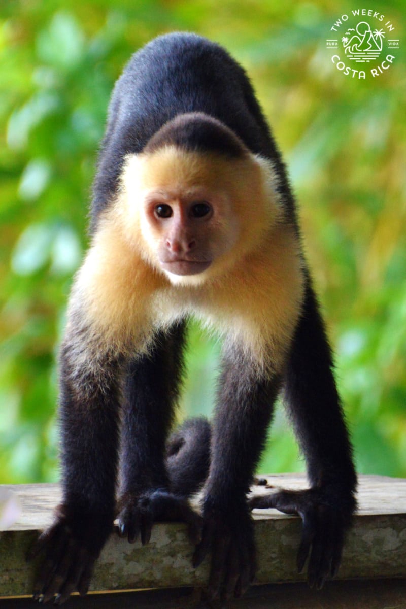 a close up of a white faced monkey in manuel antonio national park