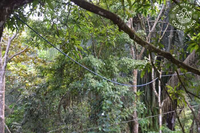 Monkey Bridge Quepos
