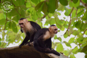 Manuel Antonio National Park tour