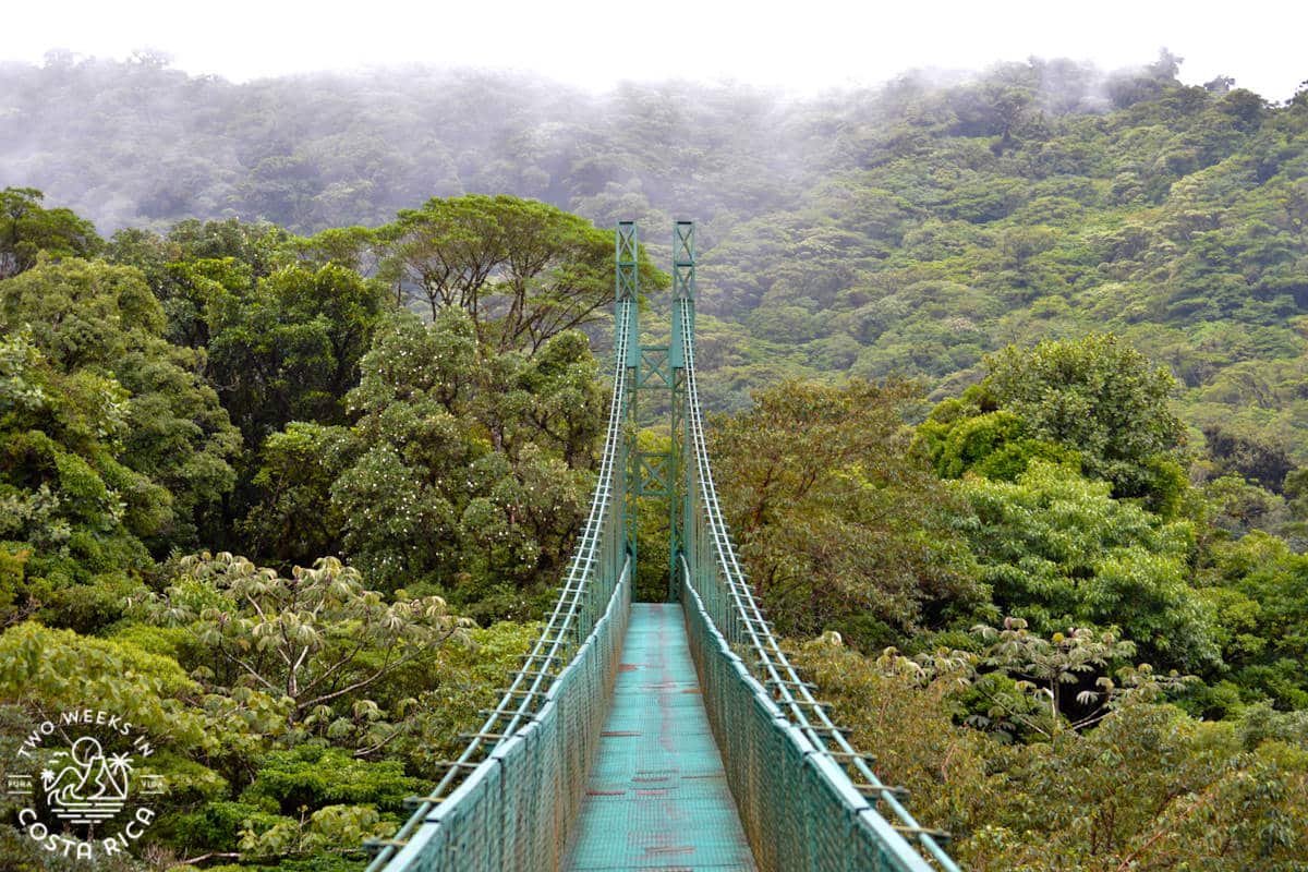 a green hanging bridge in Monteverde, Costa Rica in the cloud forest