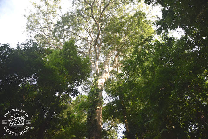 Mountain Almond Tree Southern Caribbean