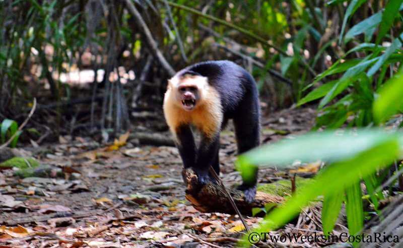 White-faced Monkey Attack | Two Weeks in Costa Rica