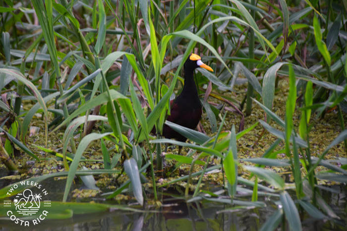A dark colored bird with bright orange and white beak in Tortuguero, Costa Rica
