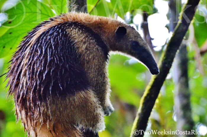 Northern Tamandua Anteater in Costa Rica