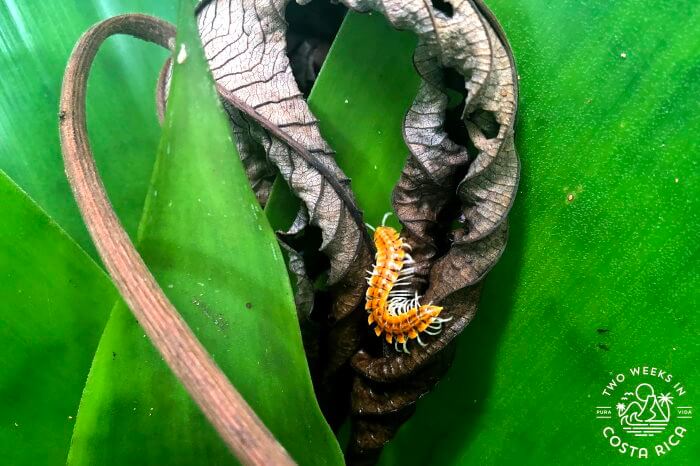 a gold-colored centipede hiding in a leaf at Ecocentro Danaus