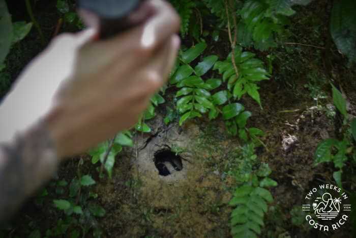 looking into a tarantula hole at Selvatura Park in monteverde, costa rica