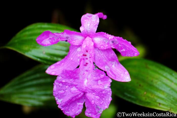 a pink orchid at the Monteverde Cloud Forest Reserve