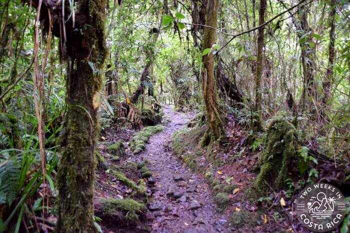 Oropendola Trail