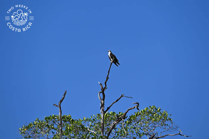 Osprey perched at the top of a dead branch near Tamarindo and Playa Grande, Costa Rica