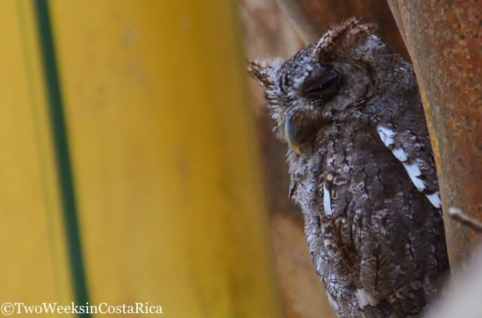 Samara: Guanacaste's Most Overlooked Destination