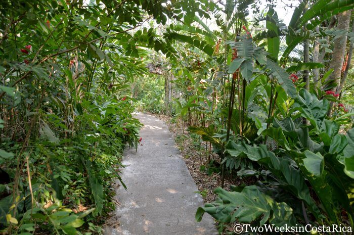A concrete path through the gardens at Costa Rica's Botanical Orchid Garden