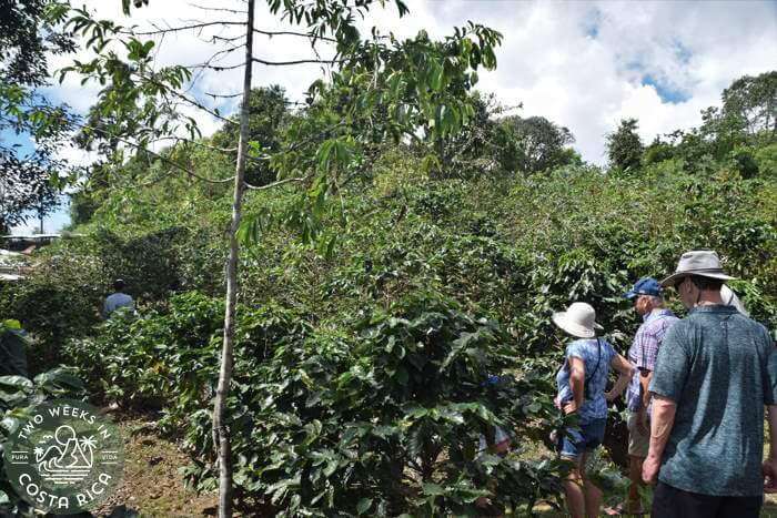 Coffee fields near Uvita