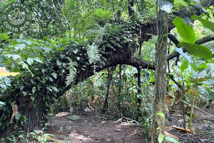 Large tree hanging over trail