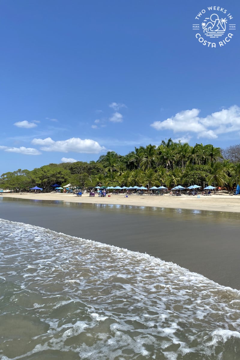 the view from the ocean of a white sand beach with chairs and umbrellas and a thick backing of palm trees
