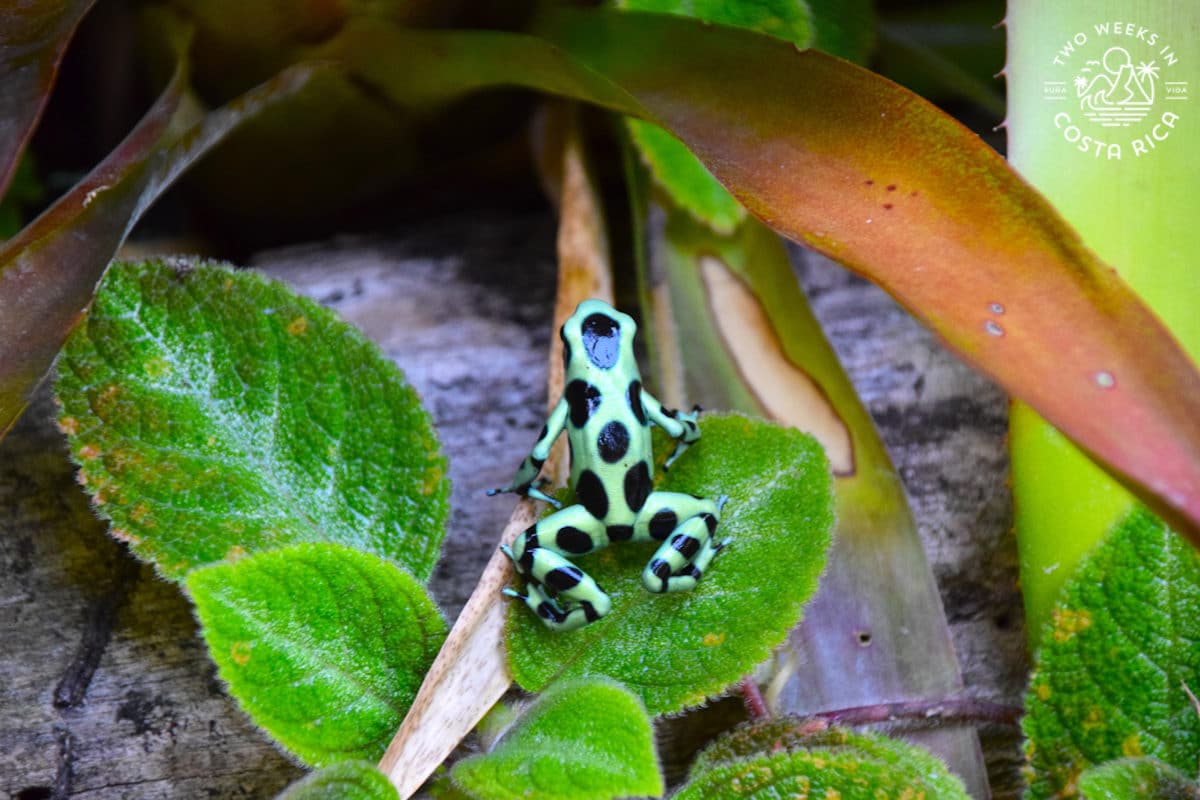 a small green and black dart frog on a leaf in puerto viejo costa rica