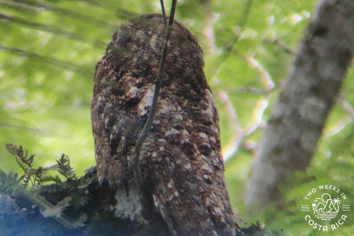 View through a scope of a Potoo bird that is hiding in the treetops