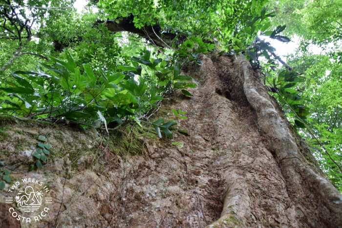 Huge tree Mirador El Silencio