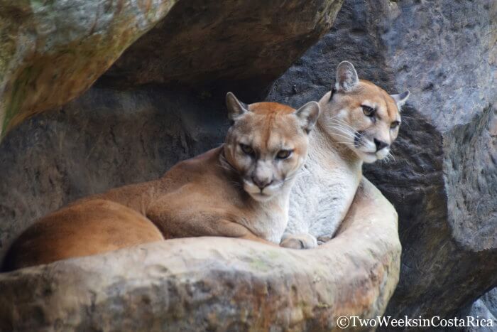 Pumas at La Paz Waterfall Gardens