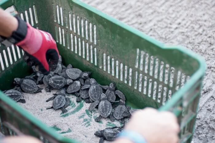 Baby turtles Playa Blanca