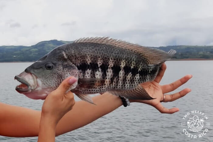 Rainbow bass Costa Rica