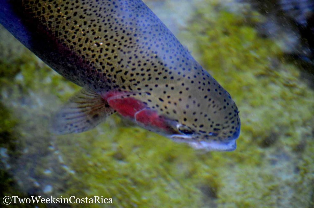 Rainbow Trout in San Gerardo de Dota