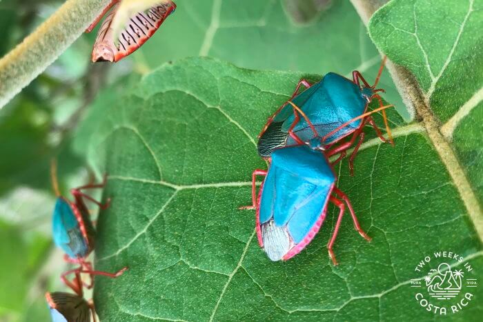 Turquoise Beetles Costa Rica